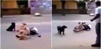 Morador de rua desmaia e é protegido por seus cães: ‘Ninguém podia tocá-lo’