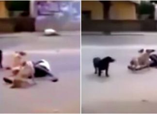 Morador de rua desmaia e é protegido por seus cães: ‘Ninguém podia tocá-lo’