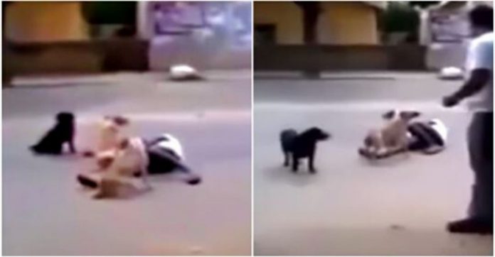 Morador de rua desmaia e é protegido por seus cães: ‘Ninguém podia tocá-lo’