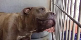 Pit bull visto como como “agressivo” recebe carinho pela 1ª vez em abrigo e se derrete de amor