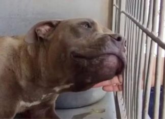 Pit bull visto como como “agressivo” recebe carinho pela 1ª vez em abrigo e se derrete de amor