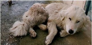 Cachorrinha é atropelada ao tentar seguir carro do homem que a abandonou