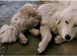 Cachorrinha é atropelada ao tentar seguir carro do homem que a abandonou