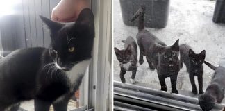 Um gatinho de rua foi alimentado. Mais tarde ele voltou com toda a sua família faminta