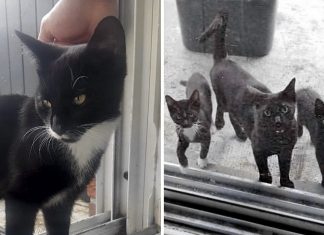 Um gatinho de rua foi alimentado. Mais tarde ele voltou com toda a sua família faminta