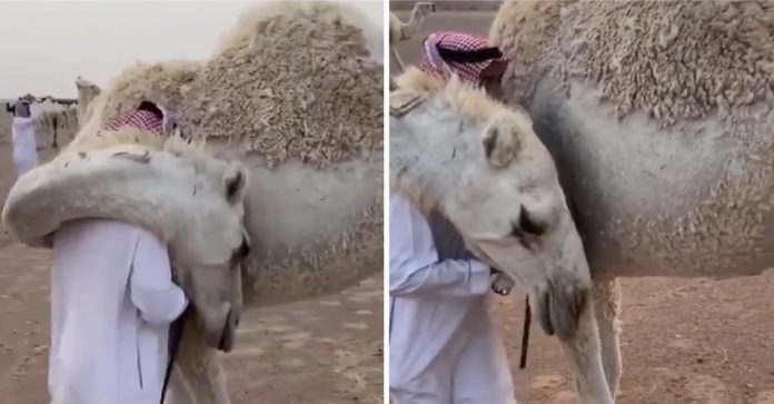 Camelo consola o seu dono, que acaba de perder um filho, dando-lhe um abraço carinhoso.