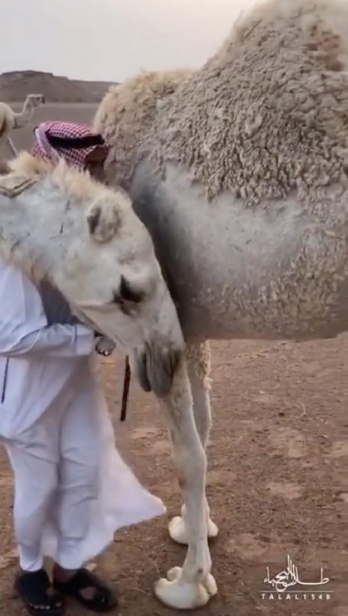 contioutra.com - Camelo consola o seu dono, que acaba de perder um filho, dando-lhe um abraço carinhoso.