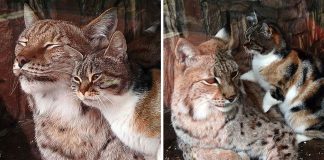 Gatinha invade zoológico atrás de comida e acaba adotada como filha por lince solitário Gatinha invade zoológico atrás de comida e acaba adotada como filha por lince solitário