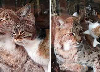 Gatinha invade zoológico atrás de comida e acaba adotada como filha por lince solitário