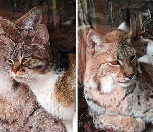 Gatinha invade zoológico atrás de comida e acaba adotada como filha por lince solitário