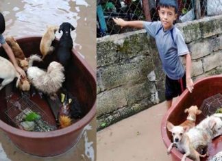 Menino de 10 anos usou balde de plástico para salvar animais durante inundação