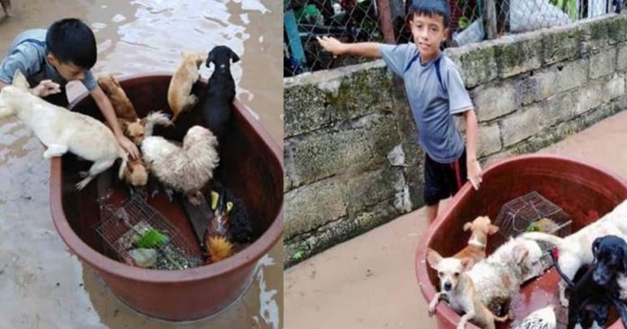 Menino de 10 anos usou balde de plástico para salvar animais durante inundação