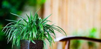 Conheça a planta que purifica todo o ambiente da sua casa