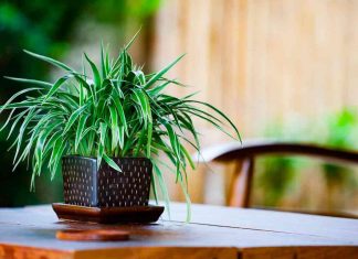 Conheça a planta que purifica todo o ambiente da sua casa