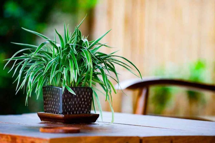 Conheça a planta que purifica todo o ambiente da sua casa