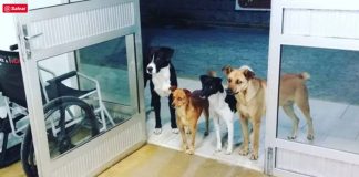 Morador de rua é hospitalizado e seus 4 cachorros ficam esperando na porta