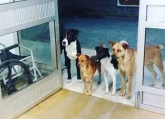 Morador de rua é hospitalizado e seus 4 cachorros ficam esperando na porta