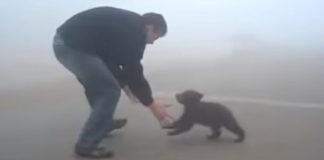 Filhote de urso não para de abraçar o homem que o salvou de incêndio no bosque (VÍDEO)