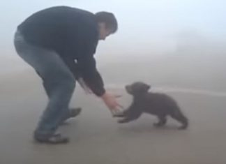 Filhote de urso não para de abraçar o homem que o salvou de incêndio no bosque (VÍDEO)