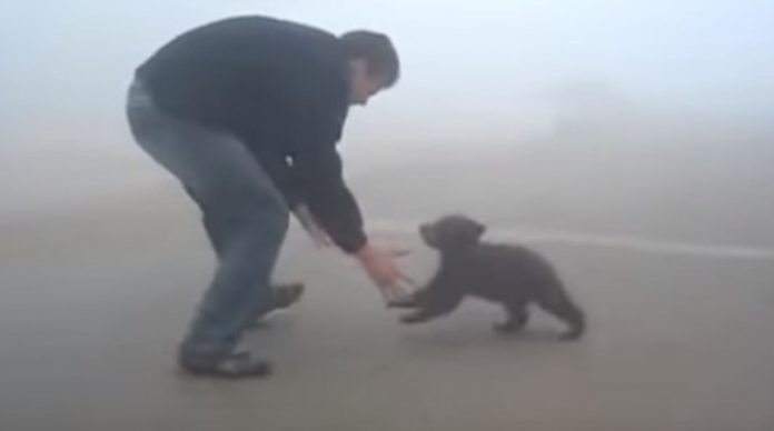 Filhote de urso não para de abraçar o homem que o salvou de incêndio no bosque (VÍDEO)