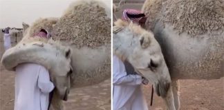 Homem volta para casa após falecimento de seu filho e seu camelo o conforta com um grande abraço