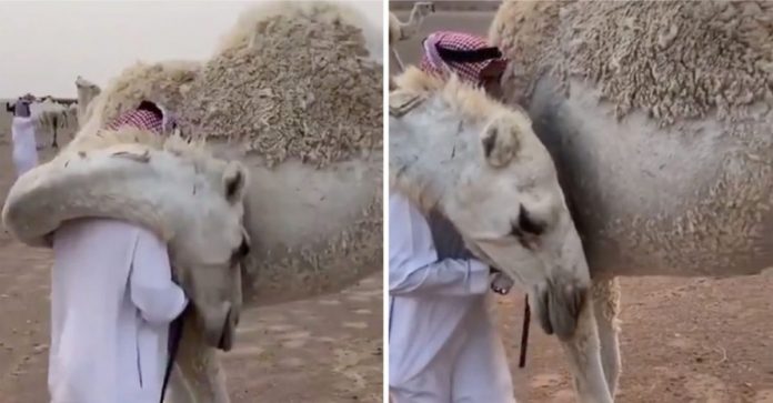Homem volta para casa após falecimento de seu filho e seu camelo o conforta com um grande abraço