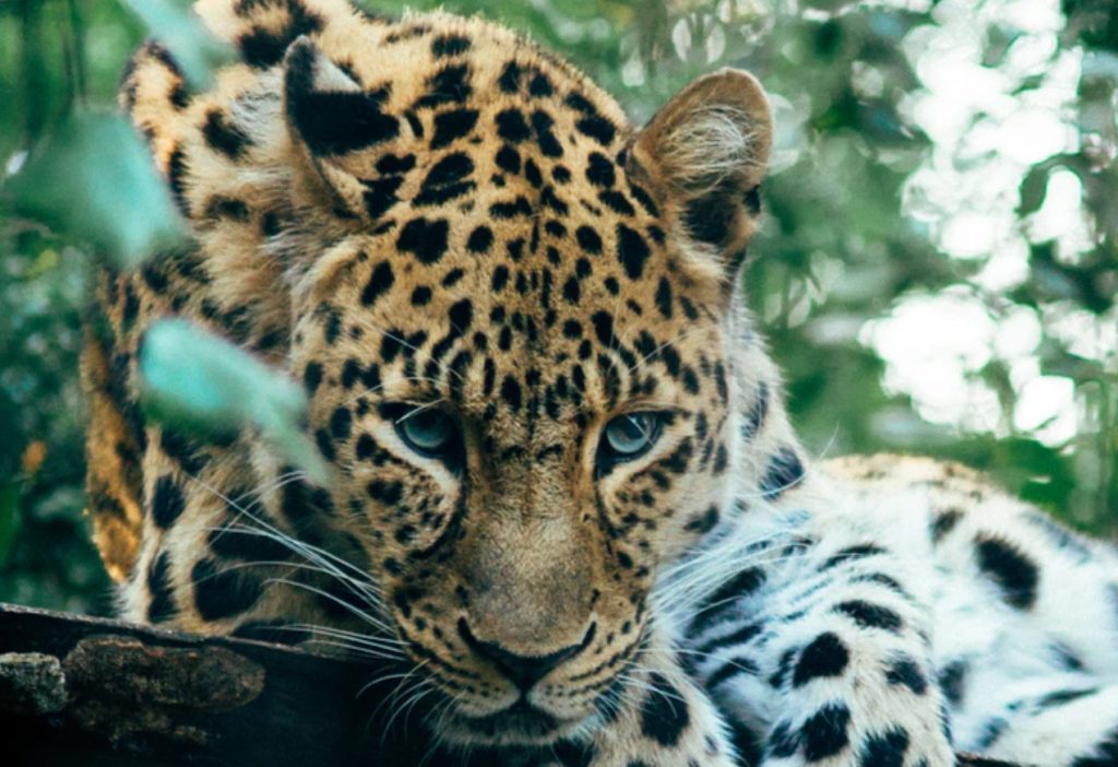 contioutra.com - Costa Rica é o primeiro país do mundo a fechar zoológicos