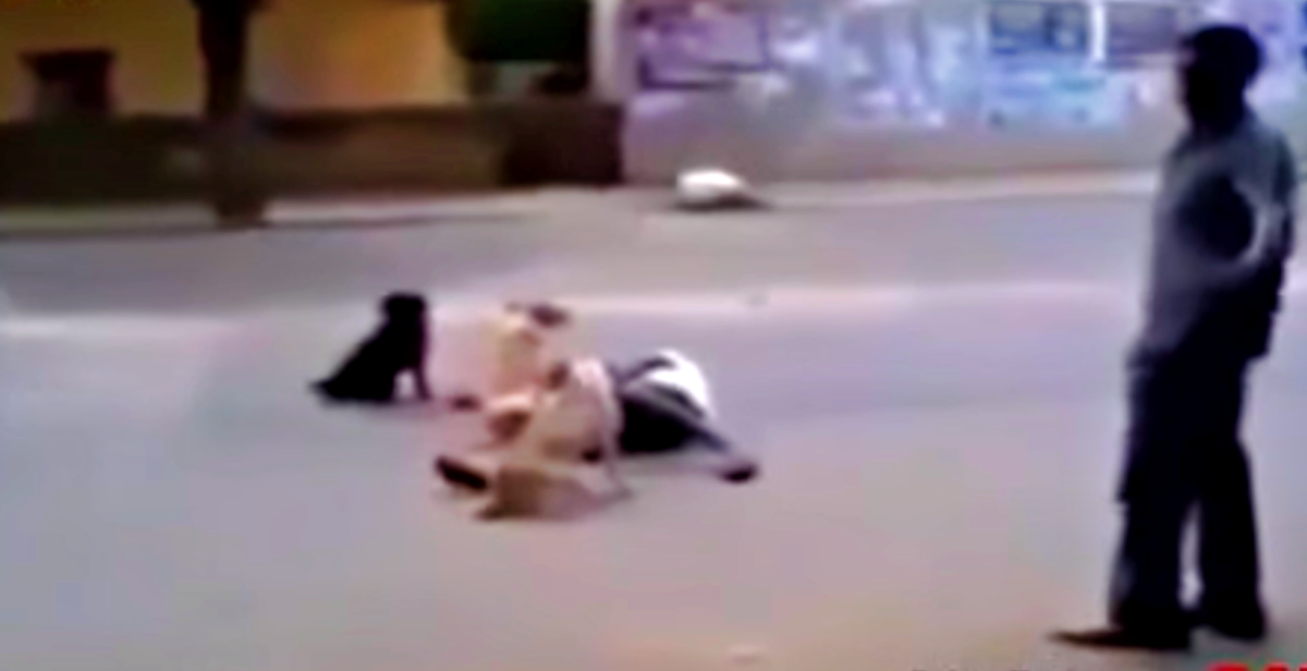 Morador de rua desmaia e é protegido por seus cães: ‘Ninguém podia tocá-lo’ contioutra.com - Morador de rua desmaia e é protegido por seus cães: ‘Ninguém podia tocá-lo’