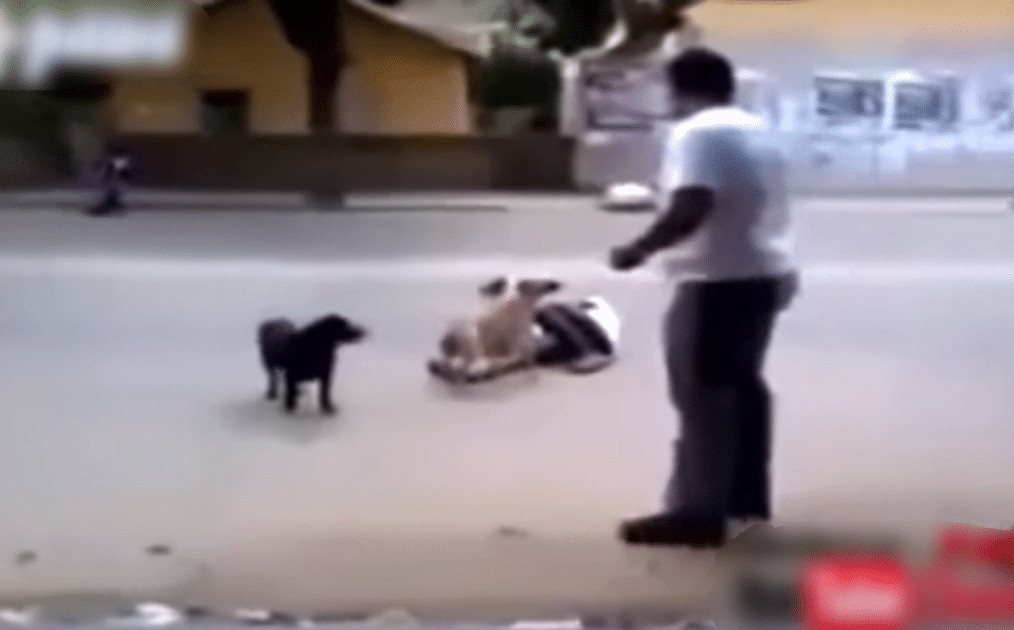 contioutra.com - Morador de rua desmaia e &eacute; protegido por seus c&atilde;es: &lsquo;Ningu&eacute;m podia toc&aacute;-lo&rsquo;