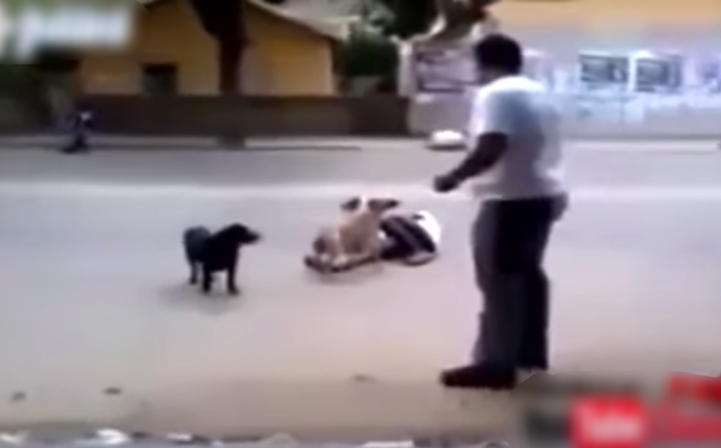 contioutra.com - Morador de rua desmaia e é protegido por seus cães: ‘Ninguém podia tocá-lo’