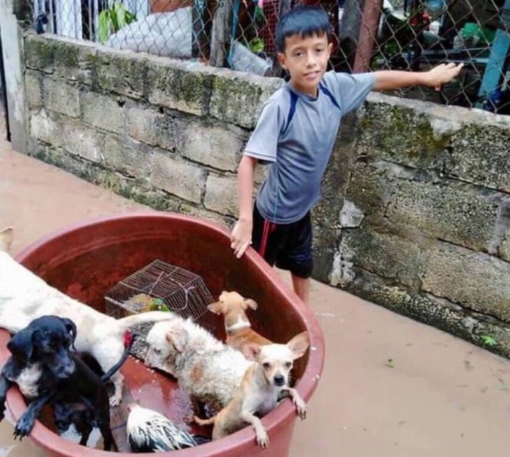 contioutra.com - Menino de 10 anos usou balde de plástico para salvar animais durante inundação