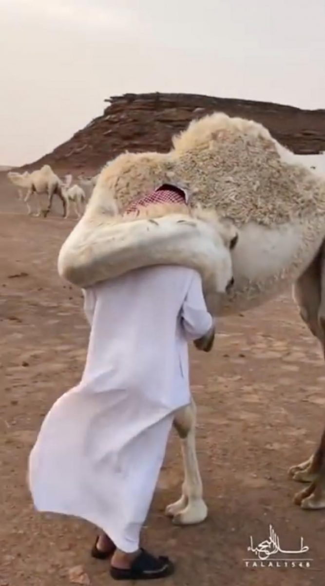 contioutra.com - Homem volta para casa após falecimento de seu filho e seu camelo o conforta com um grande abraço