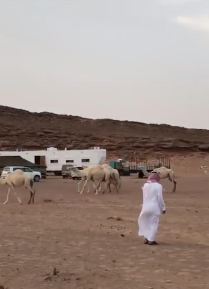 contioutra.com - Homem volta para casa após falecimento de seu filho e seu camelo o conforta com um grande abraço