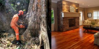 Madeireiros estão cortando árvores de 500 anos na Amazônia para transformar em  ‘pisos de luxo’