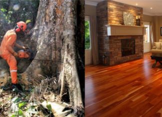 Madeireiros estão cortando árvores de 500 anos na Amazônia para transformar em  ‘pisos de luxo’