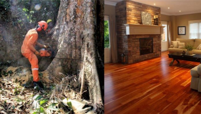 Madeireiros estão cortando árvores de 500 anos na Amazônia para transformar em  ‘pisos de luxo’