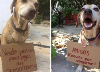 Cachorrinho com câncer vende bolos para pagar quimioterapia