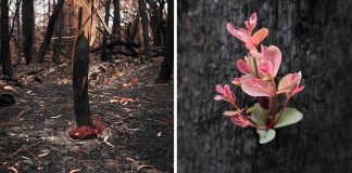 Florestas da Austrália resistem e a vida renasce em meio às cinzas