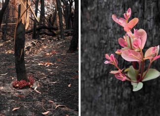 Florestas da Austrália resistem e a vida renasce em meio às cinzas