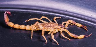 Verão é sinal de alerta para escorpiões Verão é sinal de alerta para escorpiões