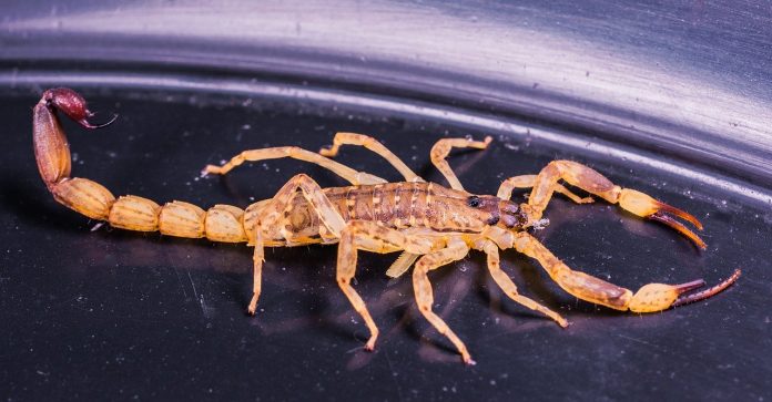 Verão é sinal de alerta para escorpiões
