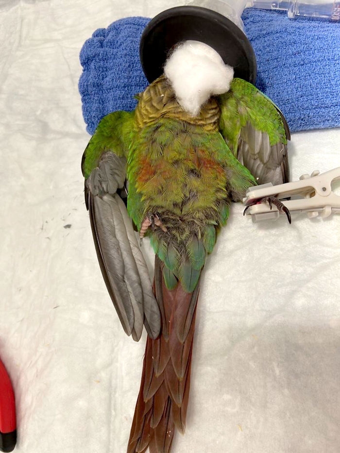 contioutra.com - Veterinária cria asas novas para papagaio que teve as suas cortadas para ser impedido de voar