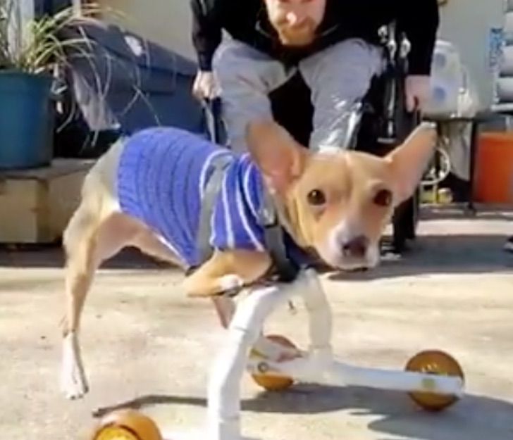 contioutra.com - Homem cadeirante adota cão sem as patas dianteiras. Agora são companheiros de rodas!