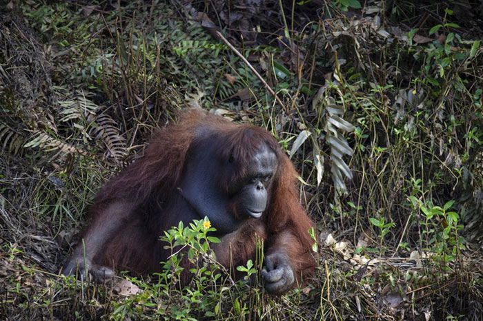 contioutra.com - Orangotango emociona a todos ao tentar ajudar guarda florestal.