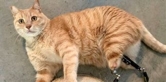 Conheça Vitu, o gatinho com próteses traseiras que fez sucesso nas redes sociais