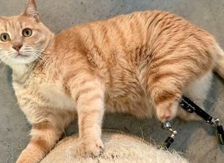 Conheça Vitu, o gatinho com próteses traseiras que fez sucesso nas redes sociais