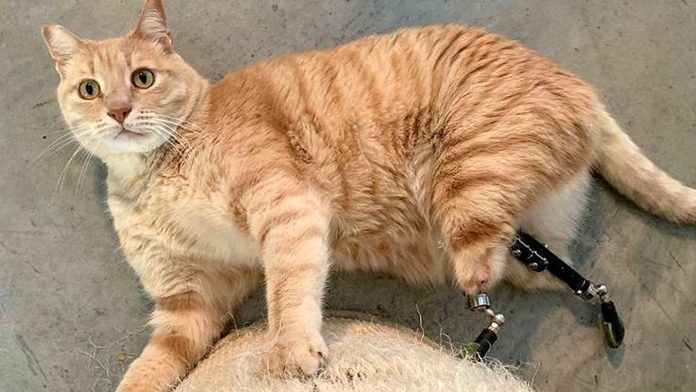 Conheça Vitu, o gatinho com próteses traseiras que fez sucesso nas redes sociais