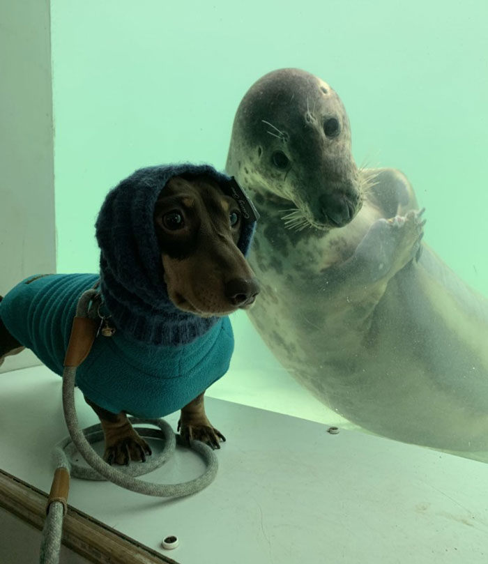 contioutra.com - Cãozinho e foca se tornam amigos e viralizam na internet. Confira!