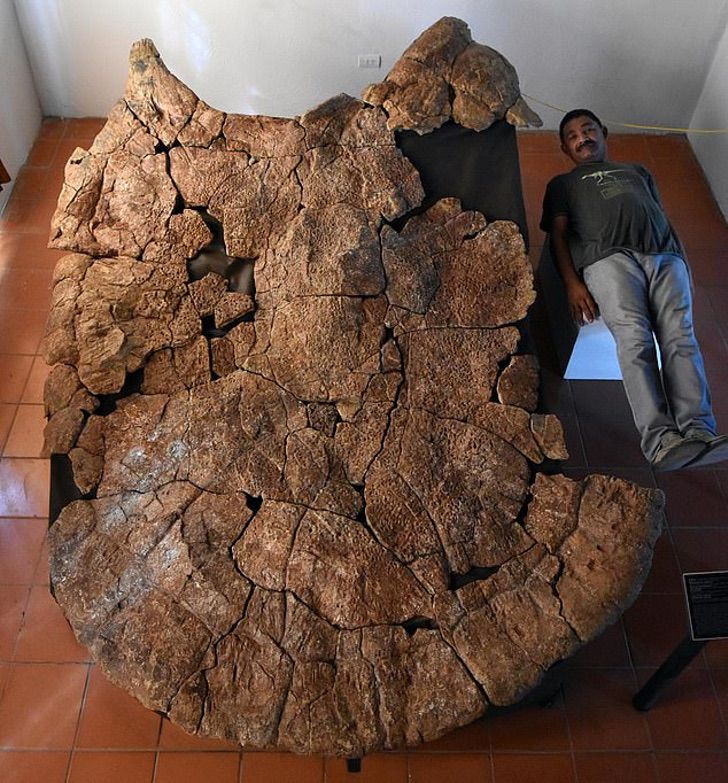 contioutra.com - Casco gigante de tartaruga pré-histórica foi encontrado na América do Sul.