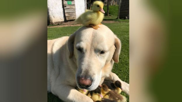 Nove patinhos órfãos são adotados por labrador de enorme coração contioutra.com - Nove patinhos órfãos são adotados por labrador de enorme coração